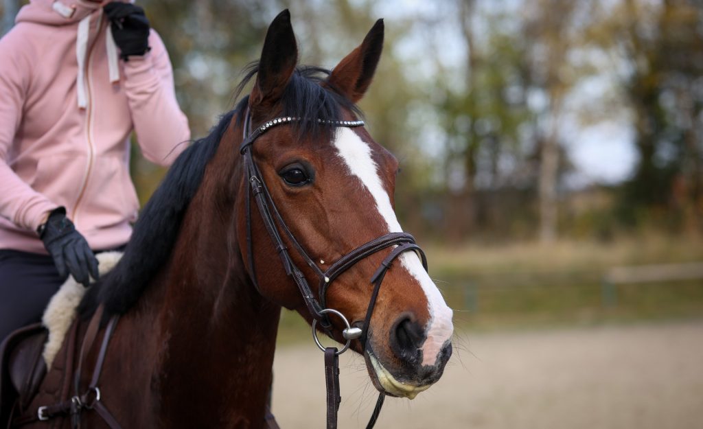 Brun hest med hovedtøj på. 