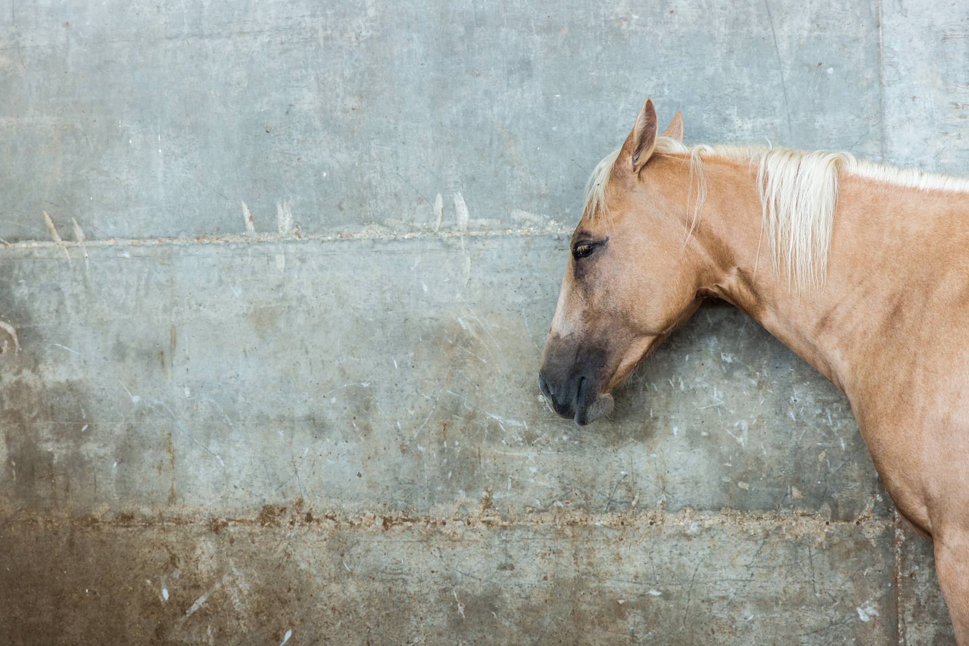 syg hest i boks