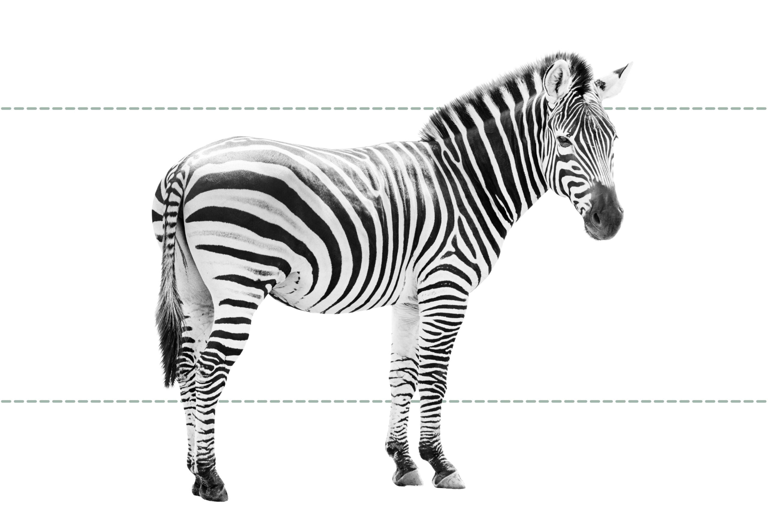Man kan ikke ride på en zebra