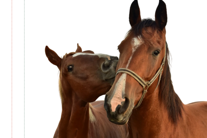 Hest bliver kysset af en anden hest