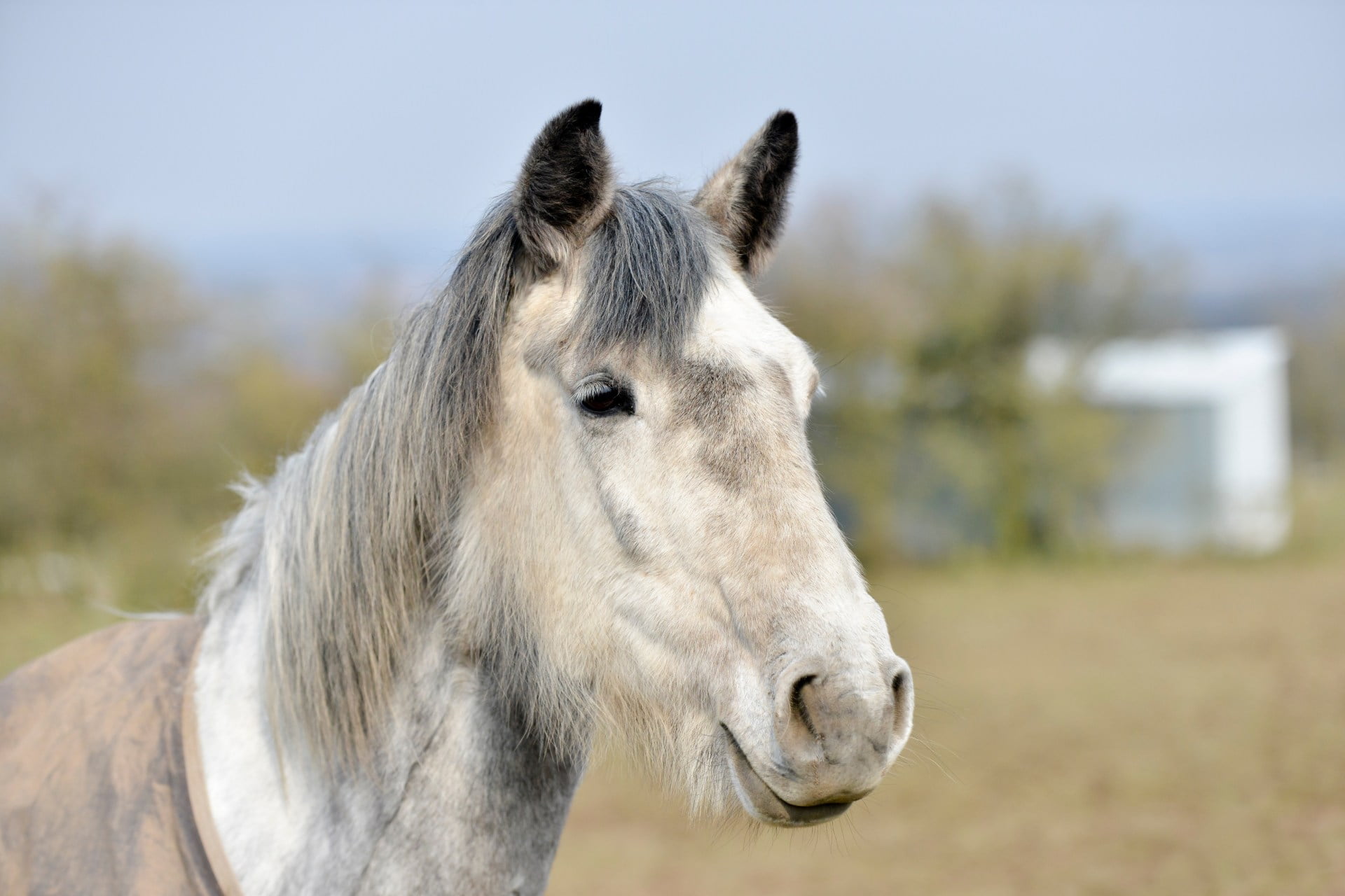 Glad hest på fold