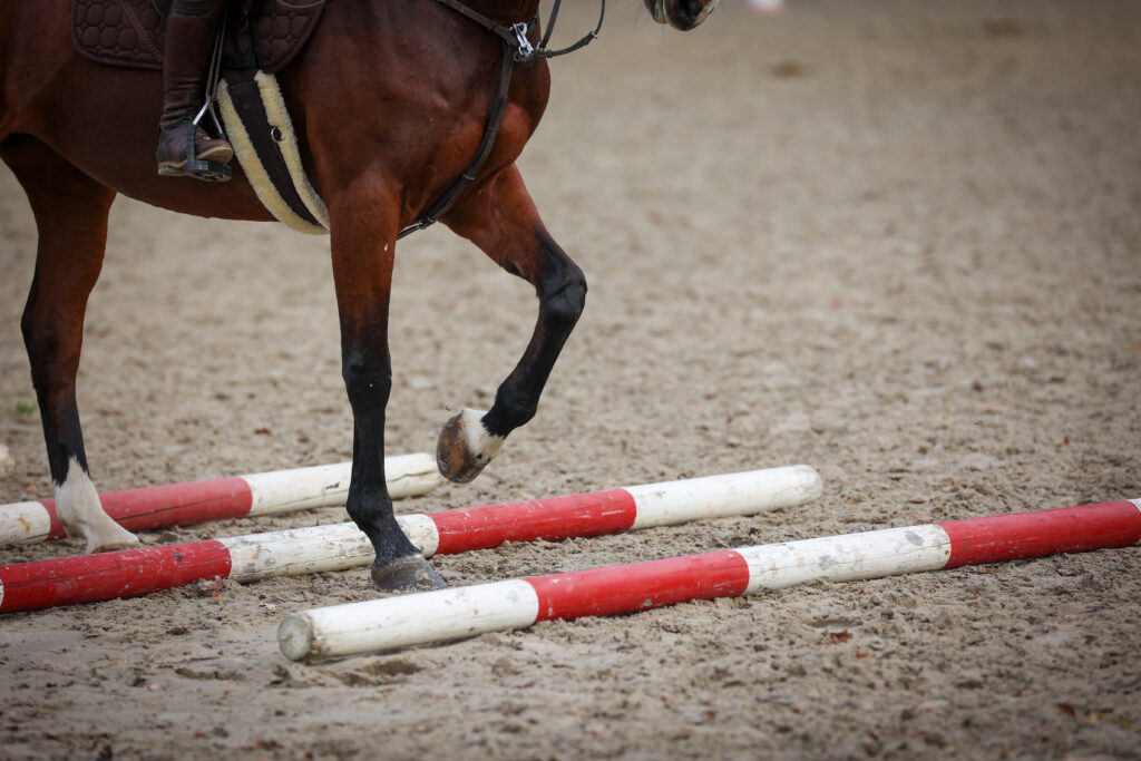 Hest rider over bomme for at styrke mavemuskler