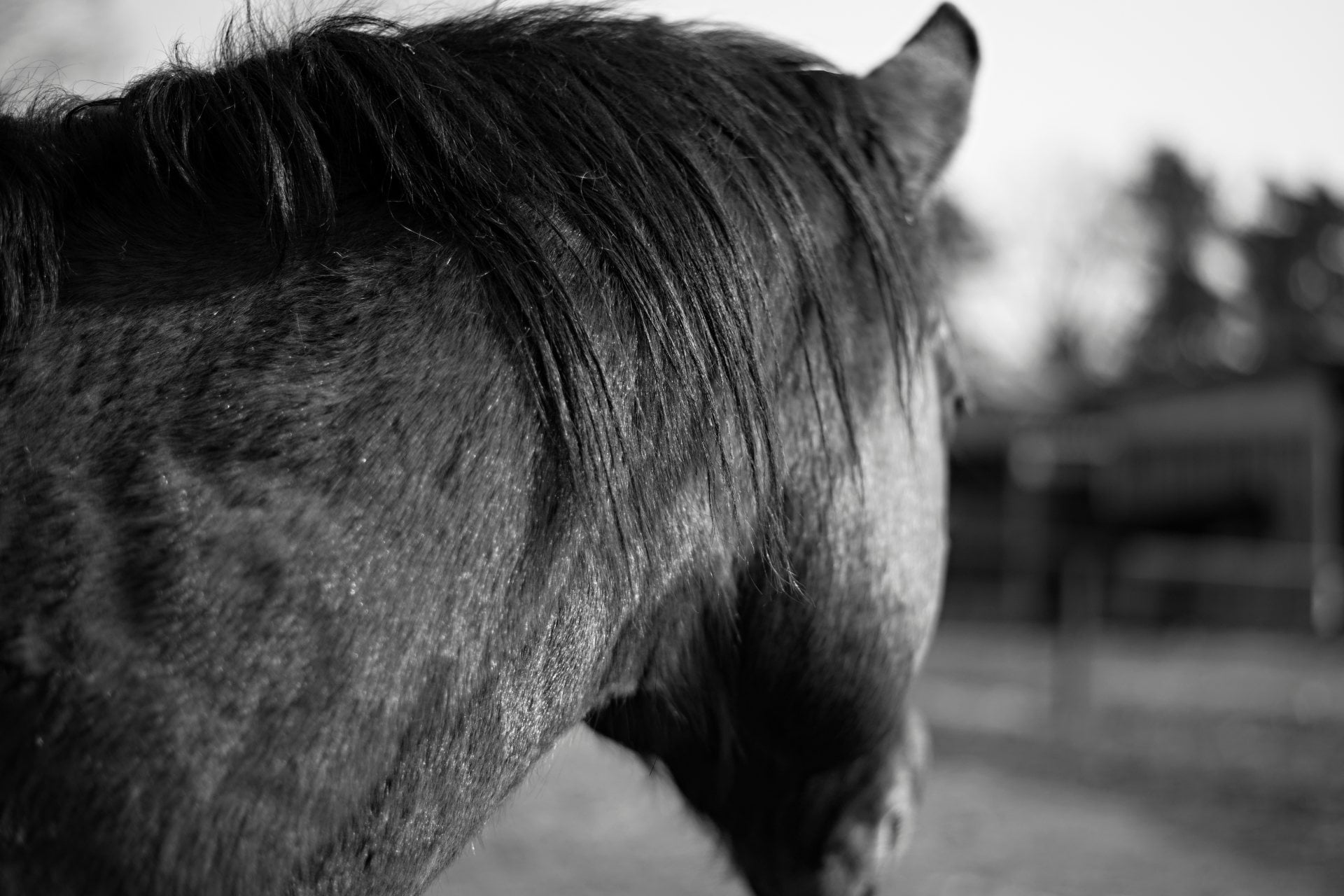 Hest med meget pels kigger væk