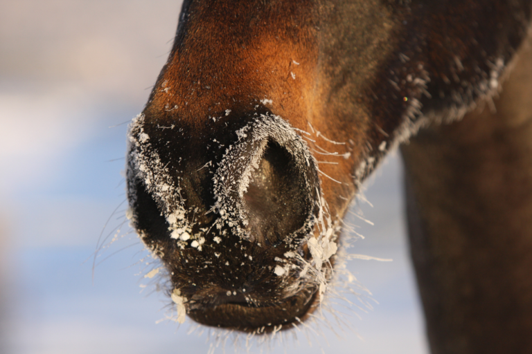 Hest i frostvejr