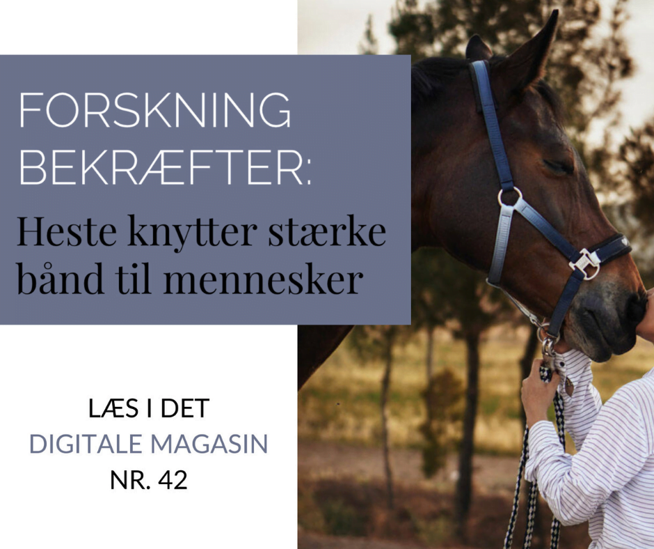 Digitalt magasin 42 Heste knytter stærke bånd til mennesker
