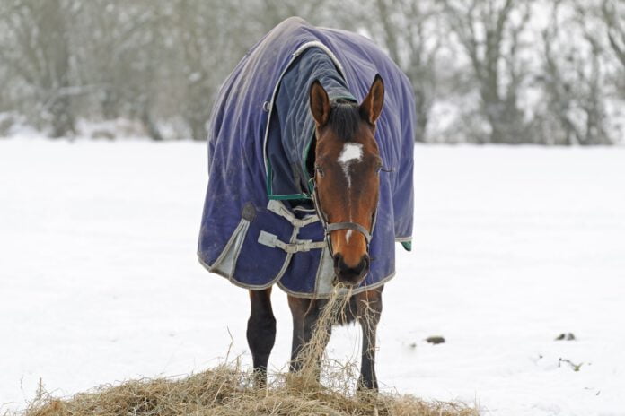 Hest æder hø på vinterfold