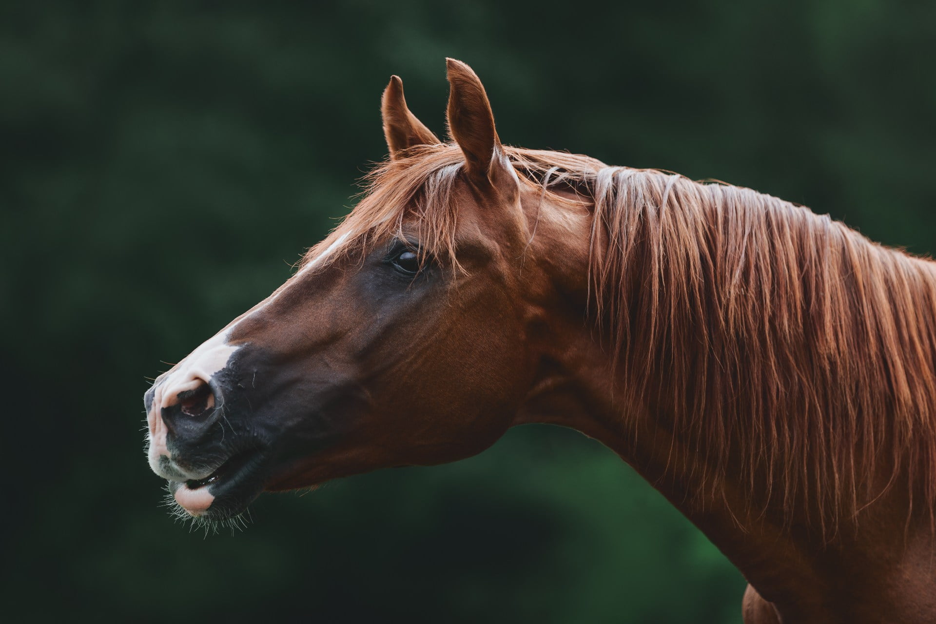 Hest vrinsker