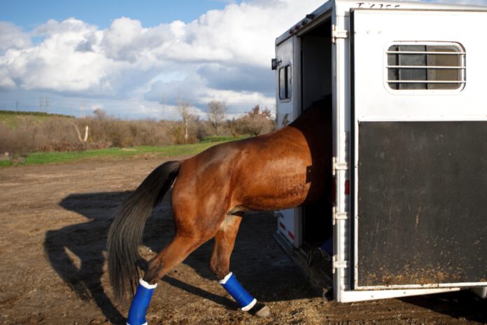 Hest går op i trailer