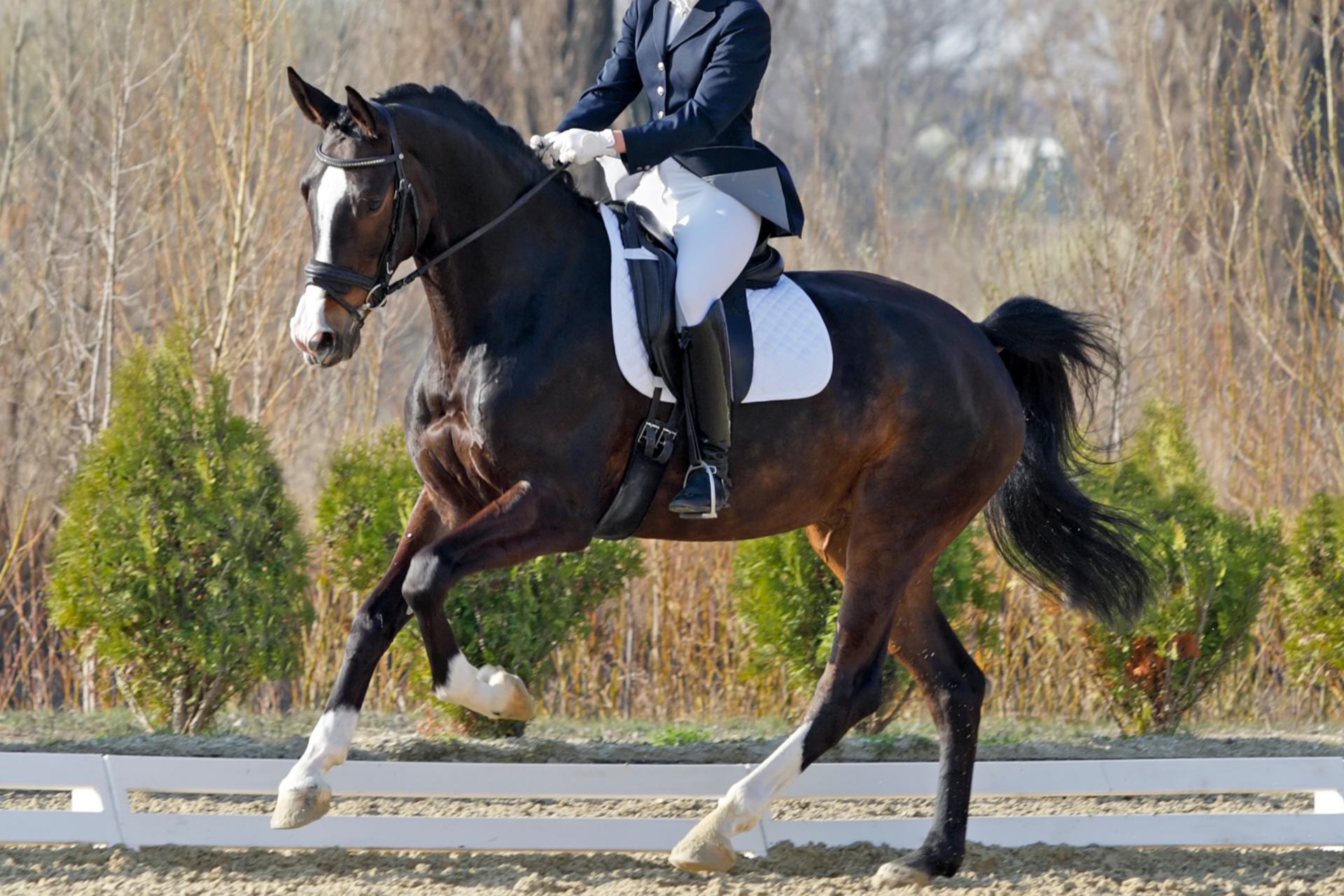 Hest rides ind i overgang på udendørsbane