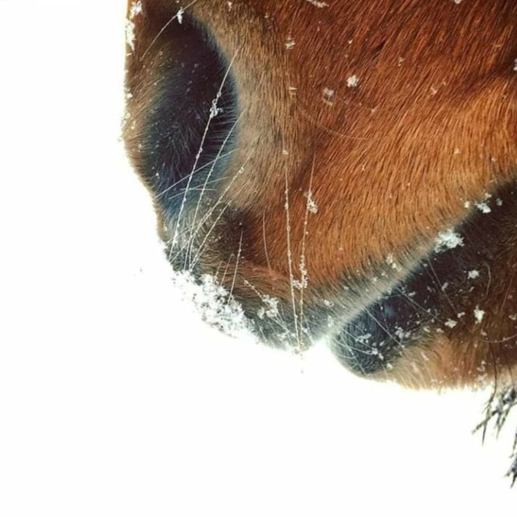 Islænders mule med sne på