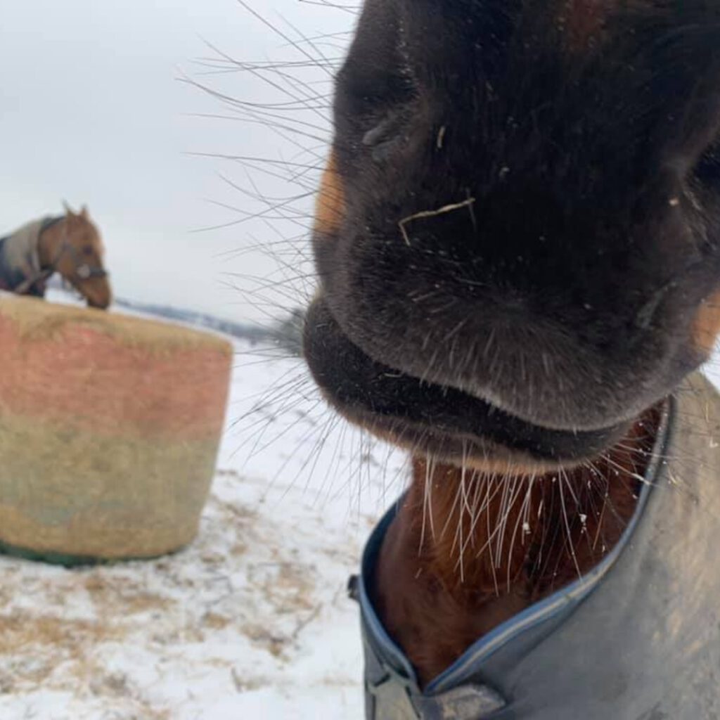 Mule på fold med wrap