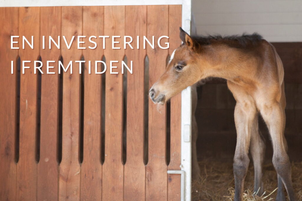 Føllet er en investering i fremtiden