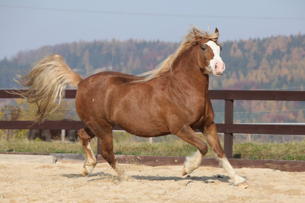 Welsh cob