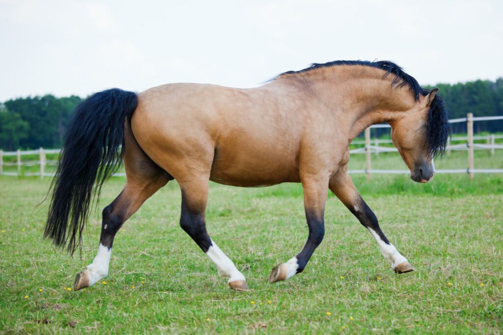 Welsh pony