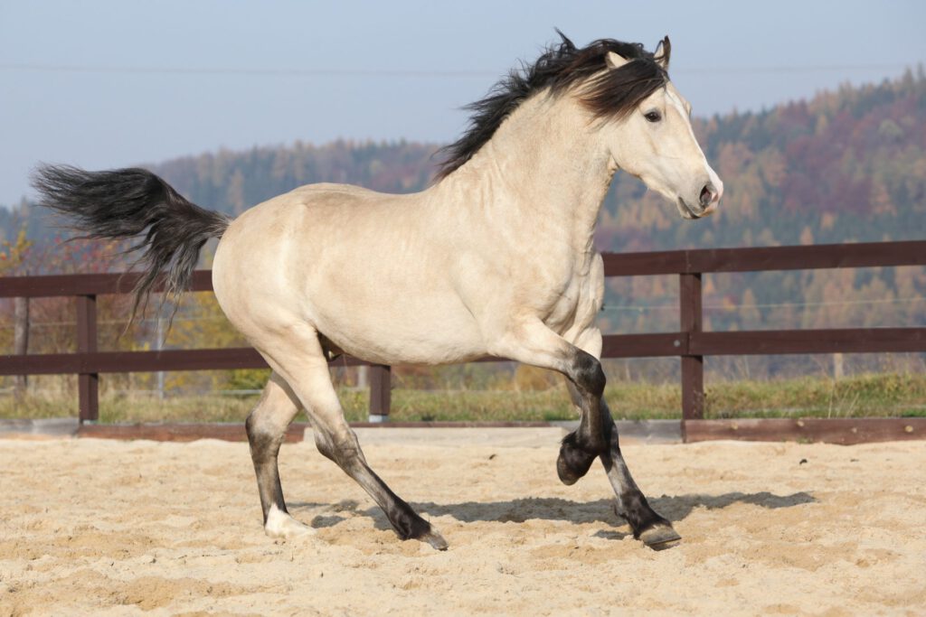 Welsh pony cob-type