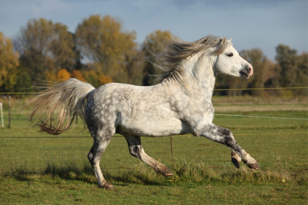 welsh mountain pony