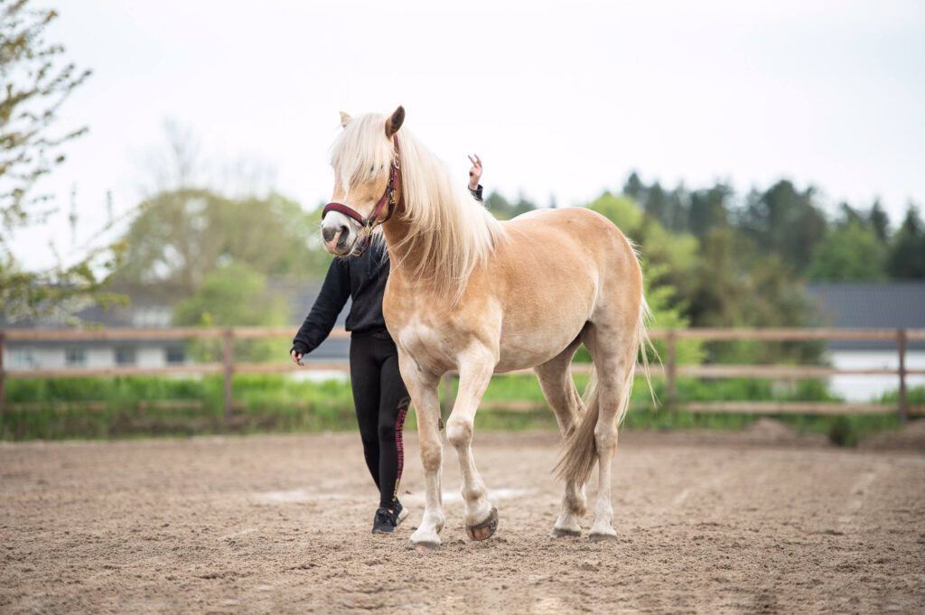 Hest lærer tricks på ridebane