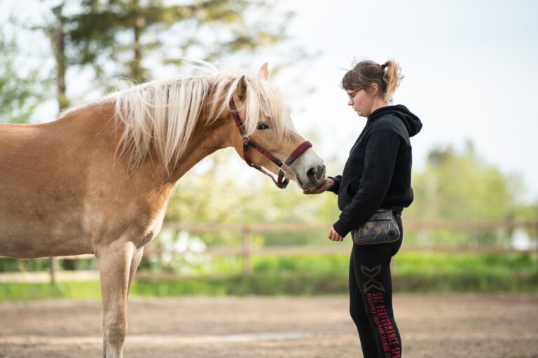 Lær din hest tricks: 5 sjove, du let kan træne med din (ung)hest