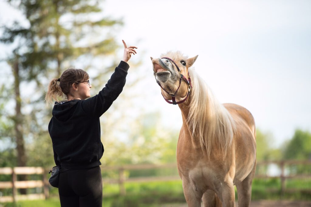 Hest lærer tricks på ridebane