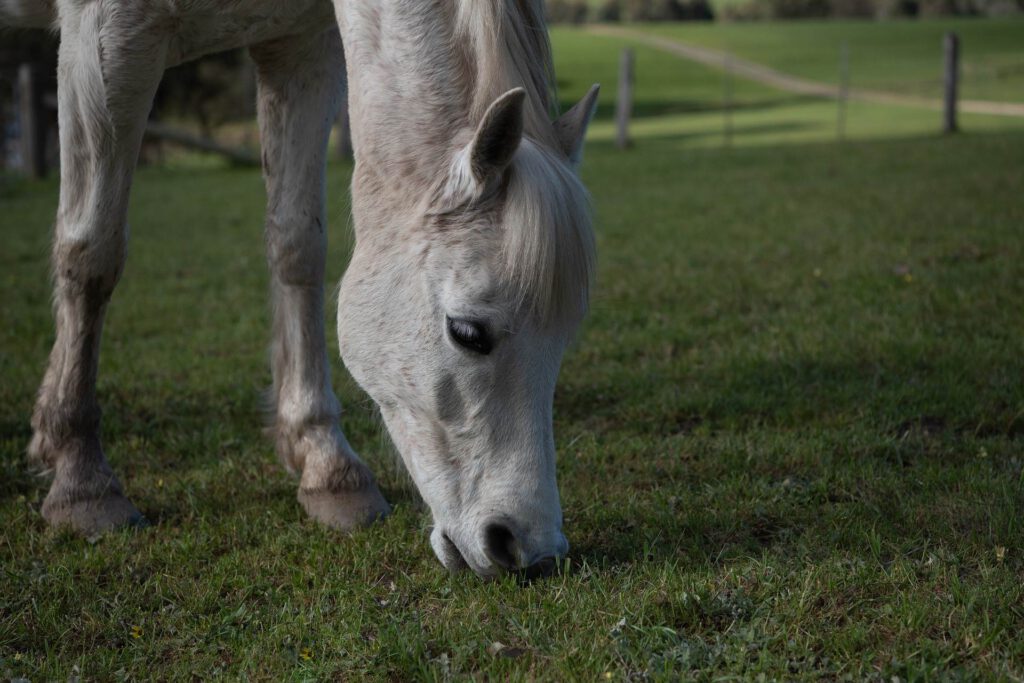 Hest på græs