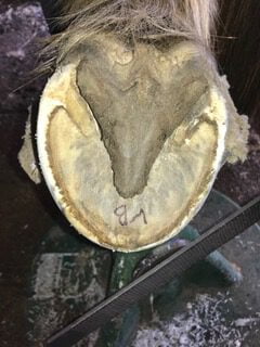 En velfungerende hov