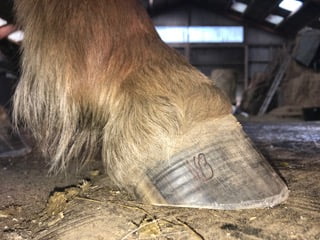 En velfungerende hov