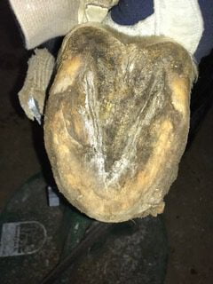 En hov med problemer