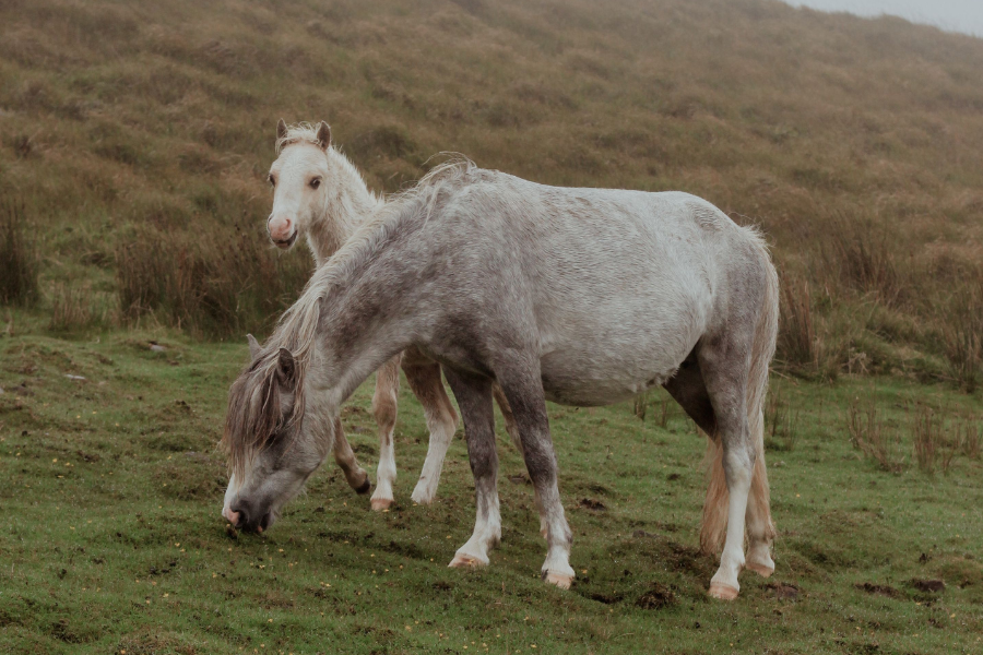 Connemara pony med føl.
