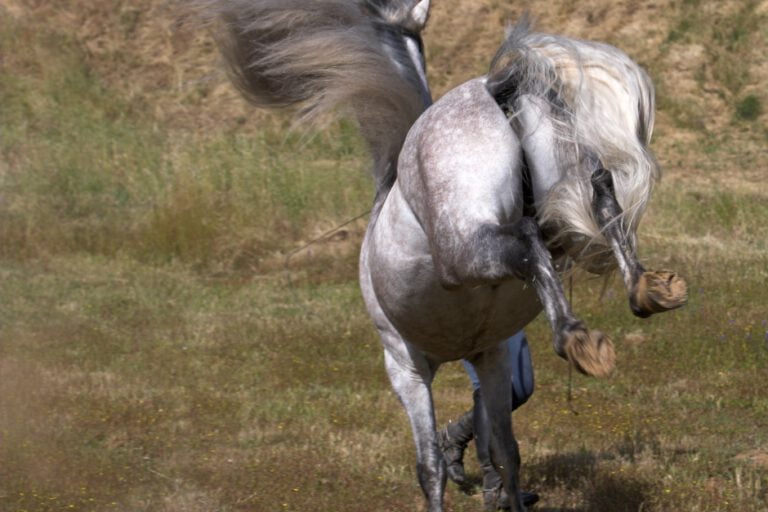 De farlige heste: Adfærden kan skyldes stress eller smerter