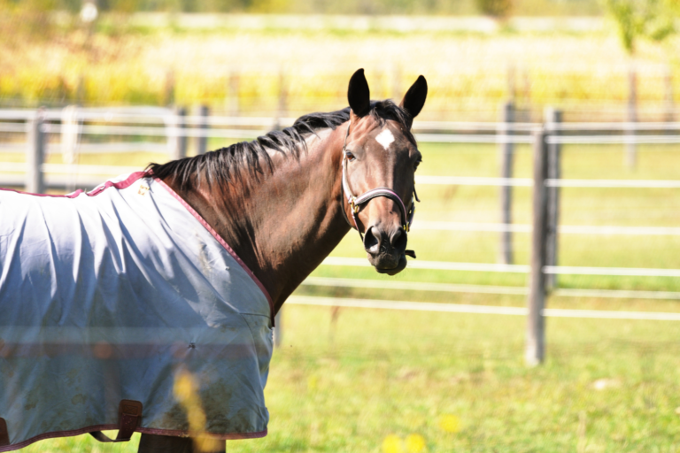 Dækkensæson: Hvad sker der, hvis din hest får det for varmt?