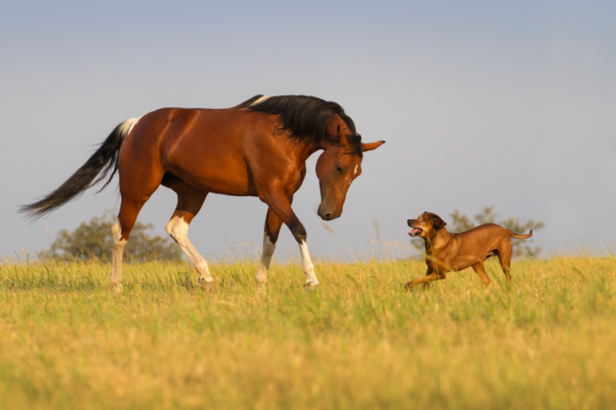 Hest og hund leger på mark.