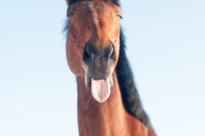 Hest med tungen ude af munden