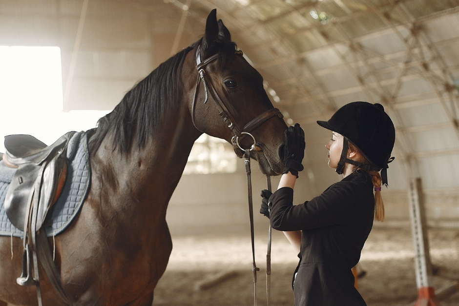 Brun hest i ridehus