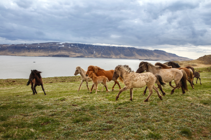 Islandske heste løber på Island