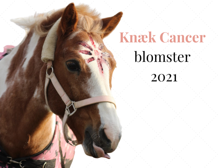 Pony med Knæk Cancer blomst i panden