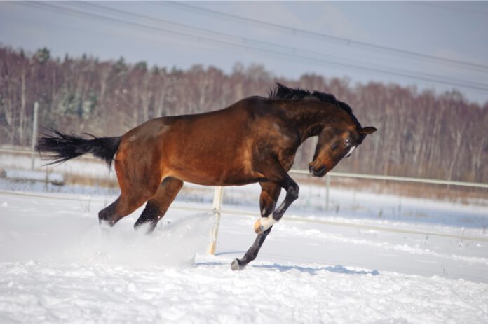 frisk hest i sne