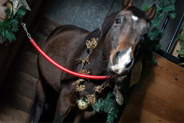 Juleaften som hesteejer: 6 ting der bare ikke må gå galt