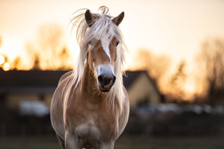 Kemien i hestens hjerne: 4 signalstoffer, der har betydning for hestens adfærd