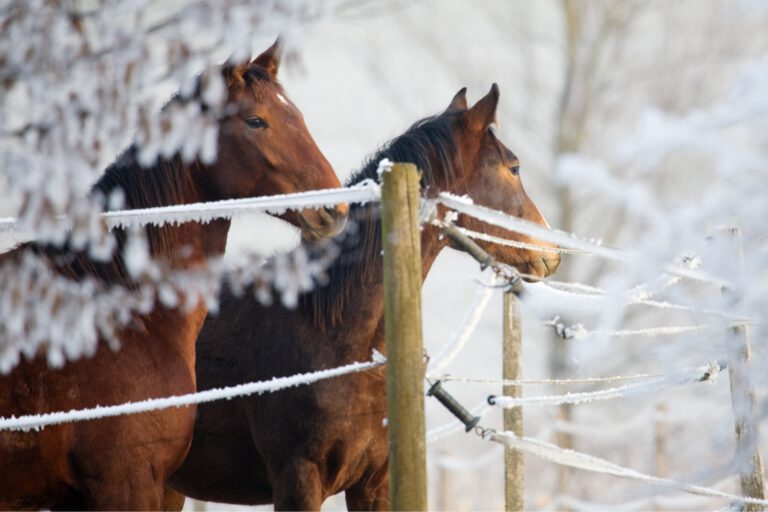 Hestehold sne