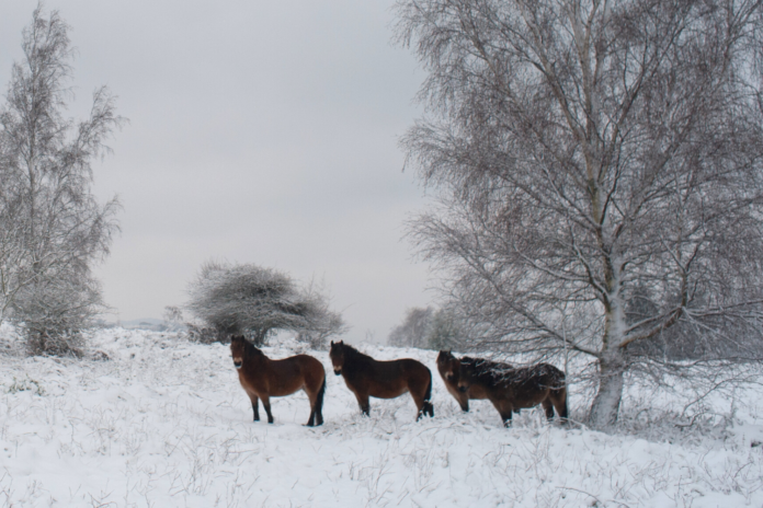 Exmoor ponyer i sneen