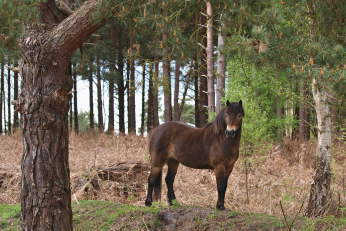 Exmoor pony i en skov