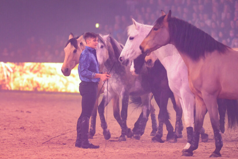Vilde heste_Kunddahl Graphic Photography Herning Hingstekåring 2022