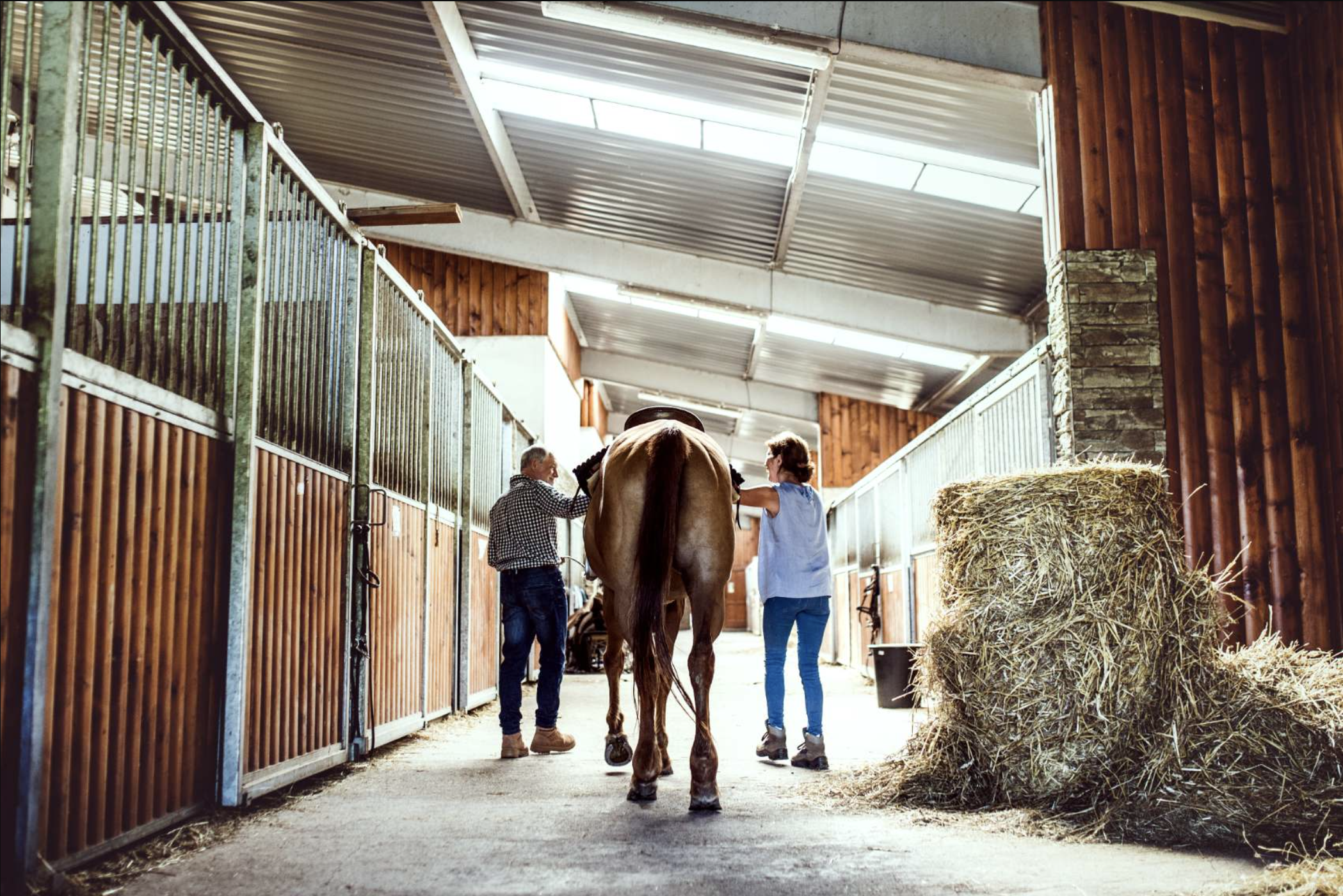 Hest trækkes ned af staldgang