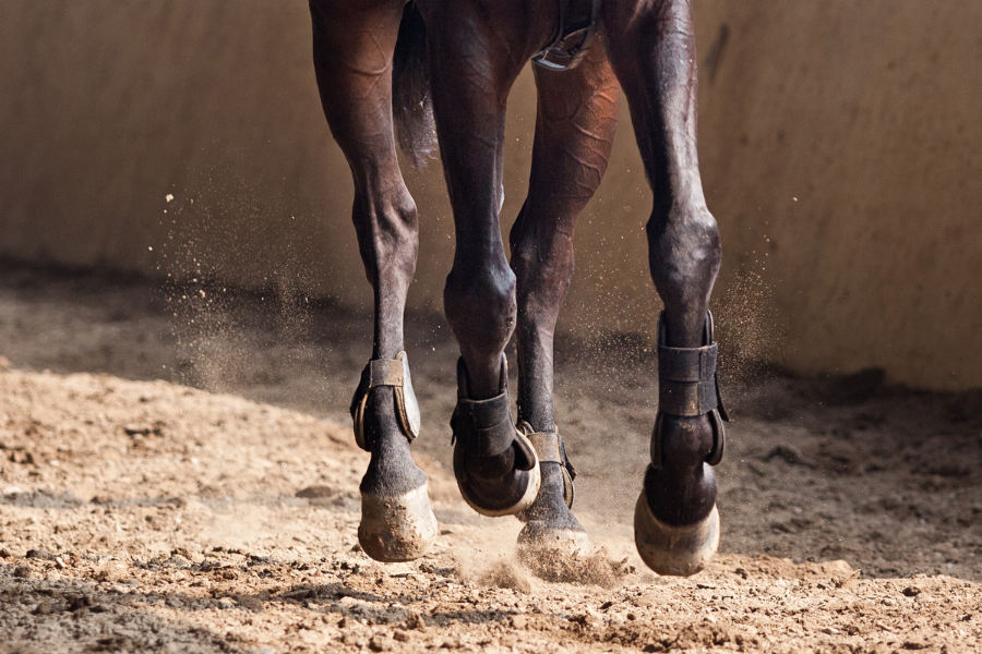 Hest i galop mod kammeraet.