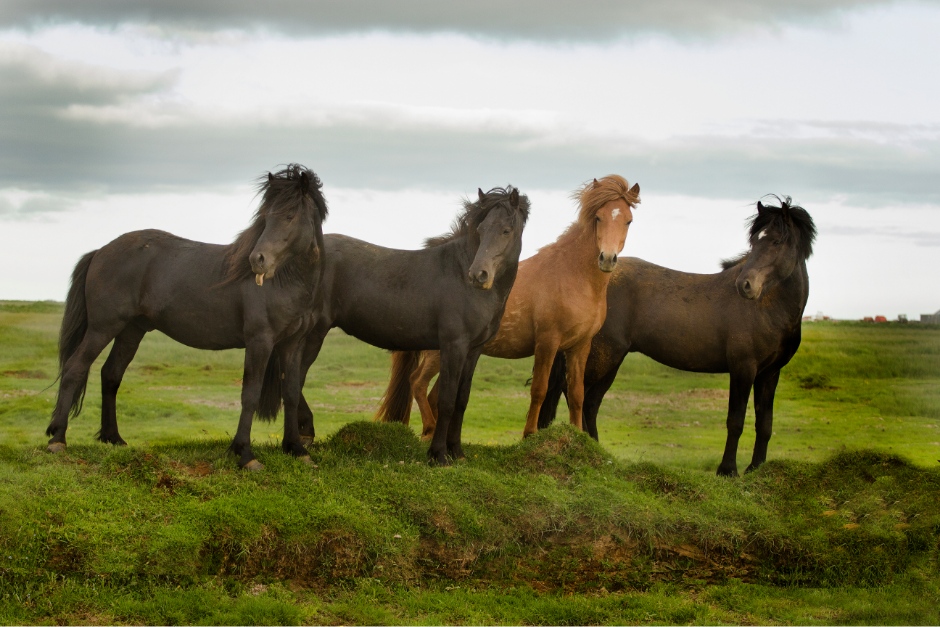 islandsk hest