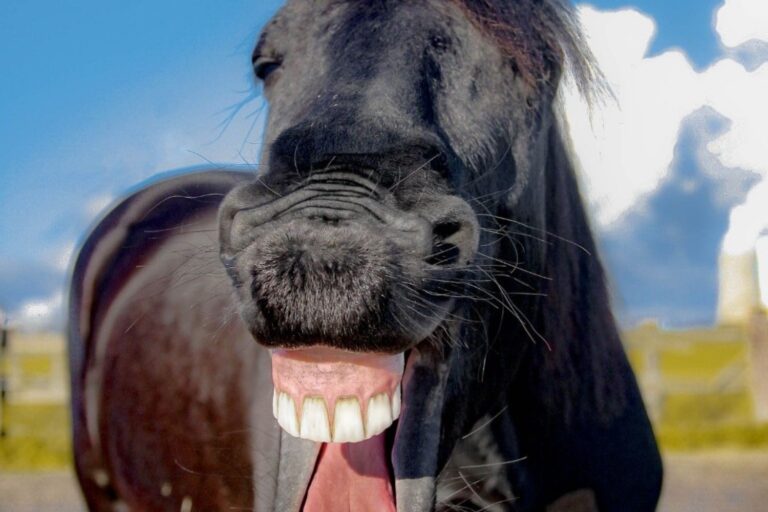 Skal din hest også have ordnet tænder?