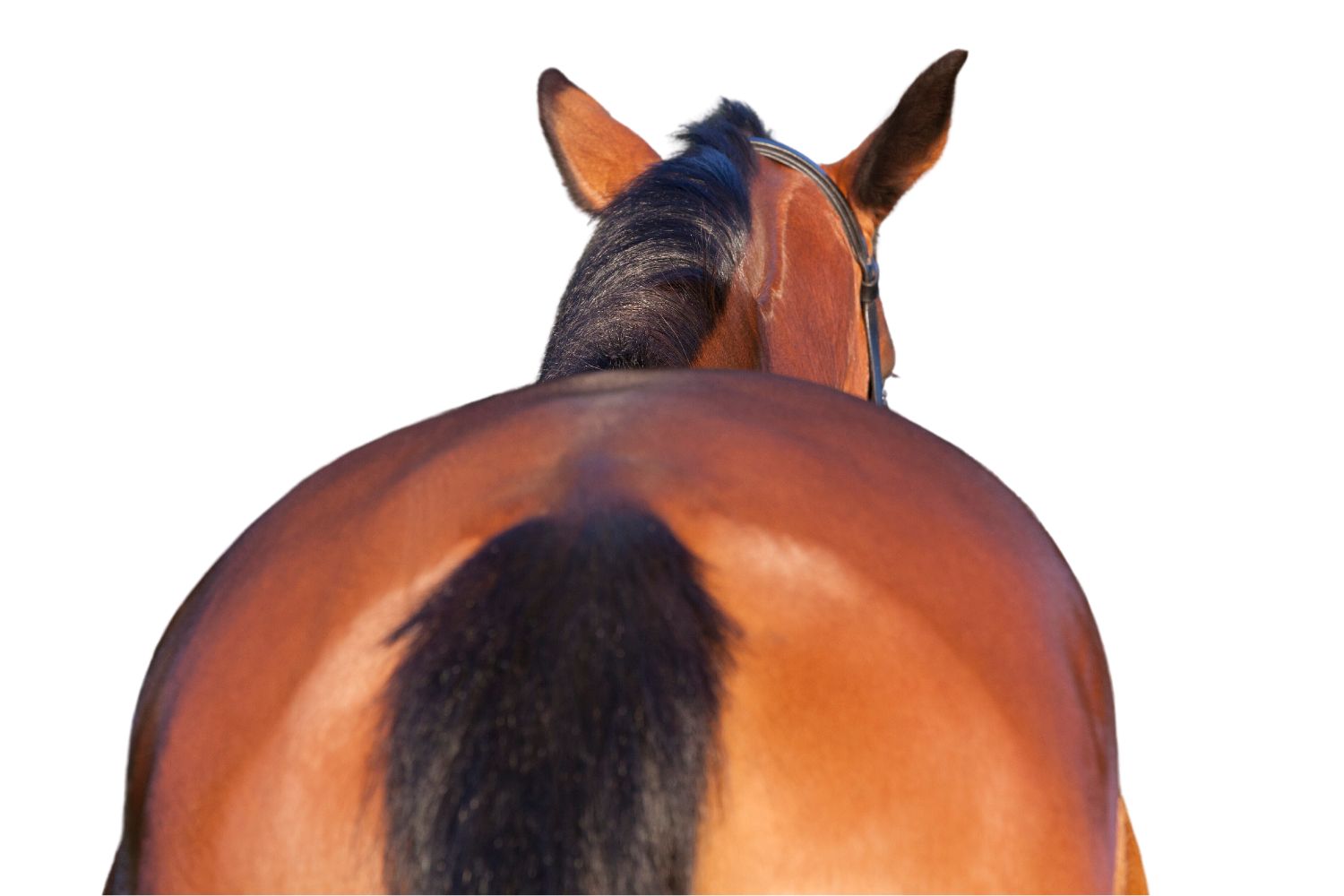 Hest set bagfra