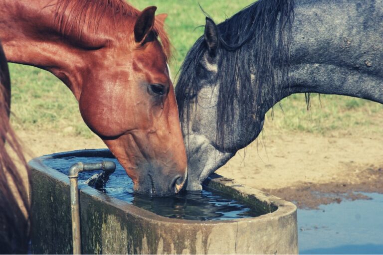 Heste drikker vand