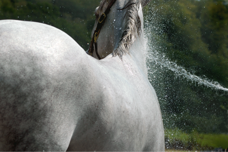 Sådan vænner du din hest til at blive vasket