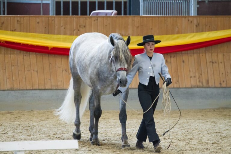 Oplev de spanske P.R.E.-heste ved DAMOCHA i weekenden
